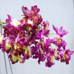 Dendrobium Betty Rose Red